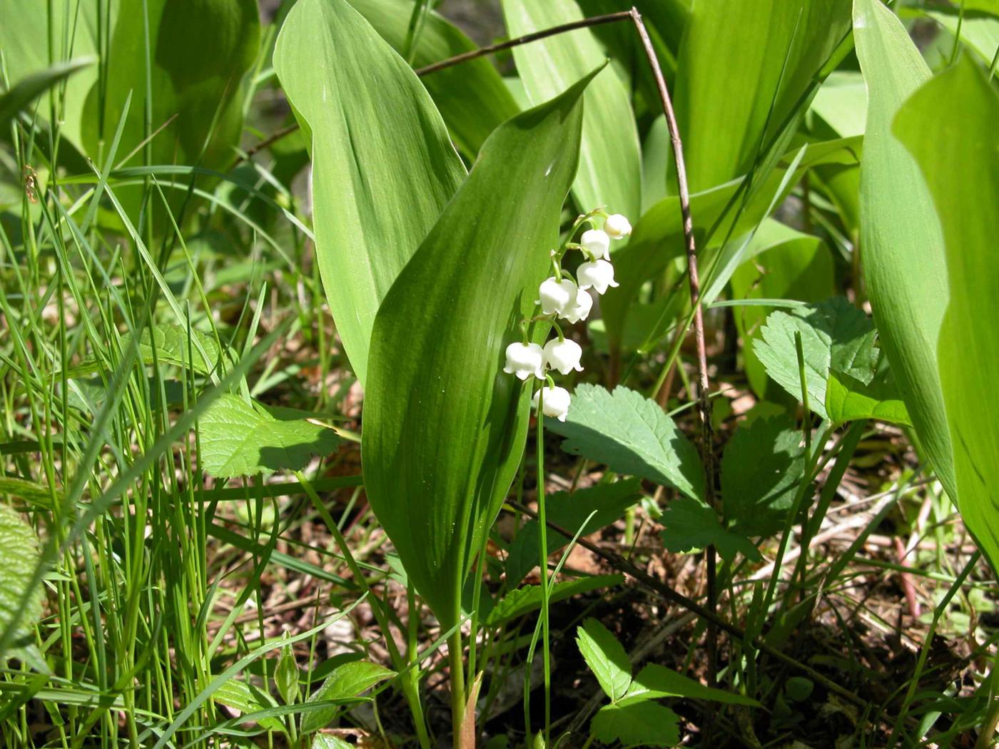 Lily-of-the-valley plant